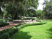 Savannah 081